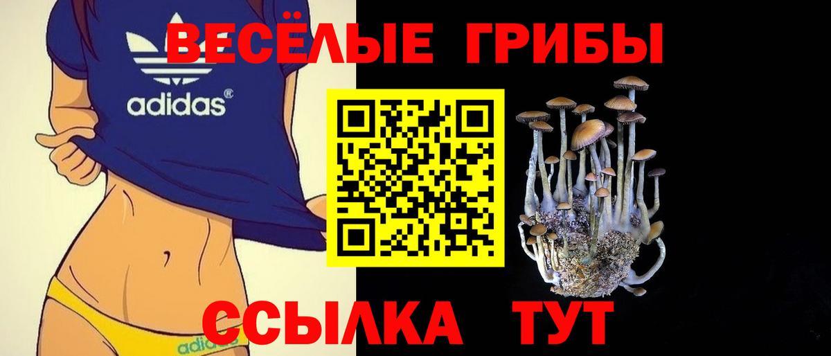 Галлюциногенные грибы Psilocybe Дмитров